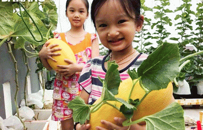 Trồng rau thời giãn cách Trồng rau thời giãn cách